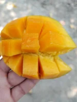 হিমসাগর আম (Himsagar Mango) - Image 4