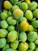 হিমসাগর আম (Himsagar Mango) - Image 8